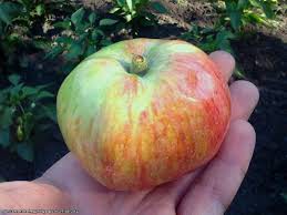 Яблоки фермерские свежий урожай, кг 